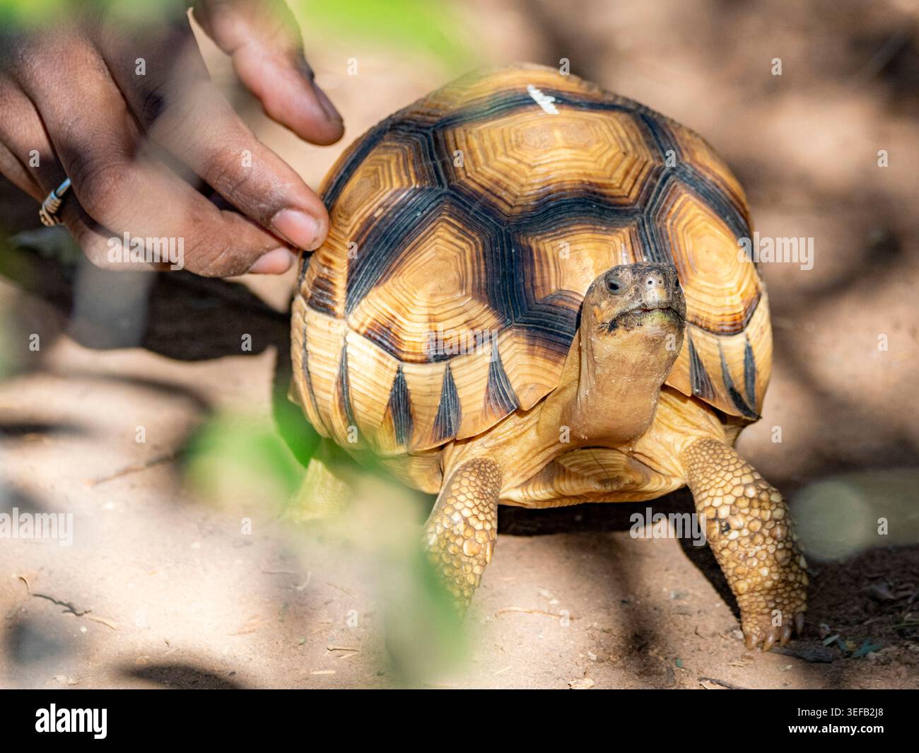 Gefangene Pflugschar-Schildkröte in Anjajavy Private Reserve, Madagaskar mit menschlichem Austausch Stockfoto