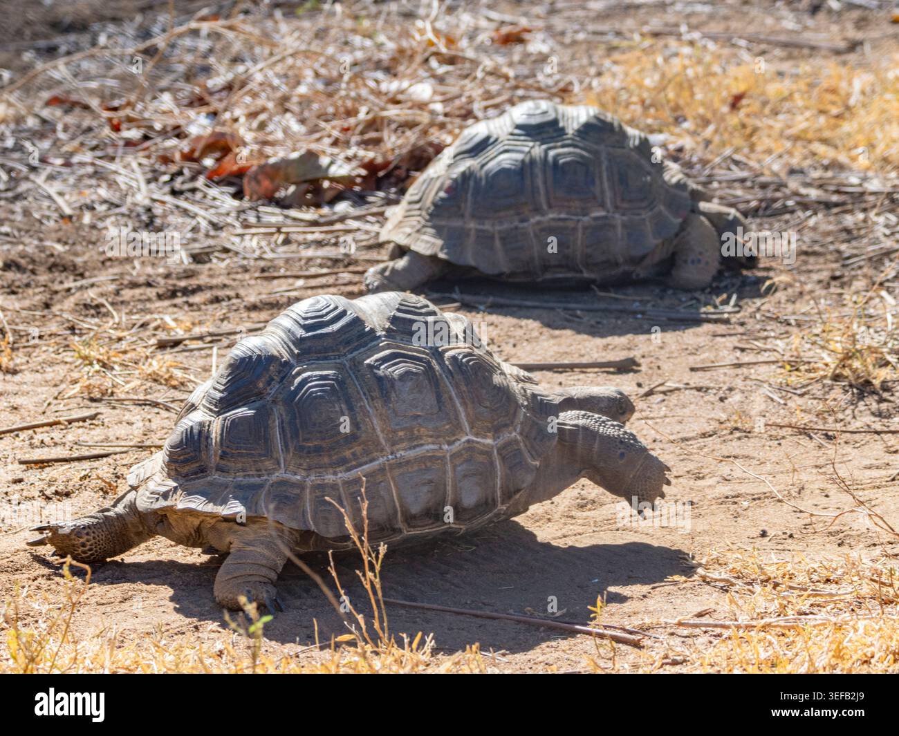 Die jungen Aldabra-Riesenschildkröten bewegen sich während der Tageslichtstunden langsam über den trockenen Boden im Anjajavy Private Reserve in Madagaskar Stockfoto
