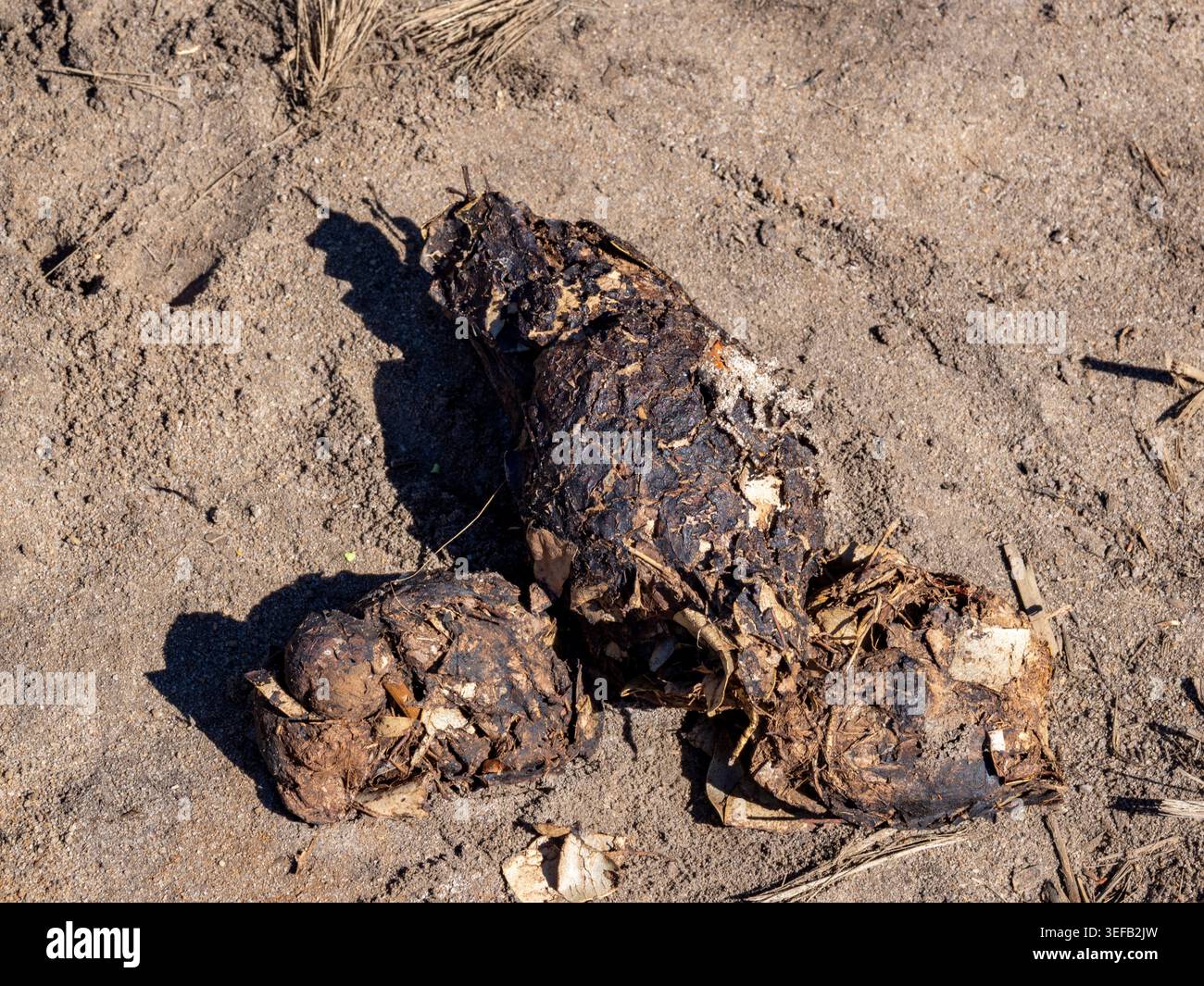 SCAT von Aldabra Riesenschildkröte gefunden im Anjajavy Private Reserve in Madagaskar Stockfoto