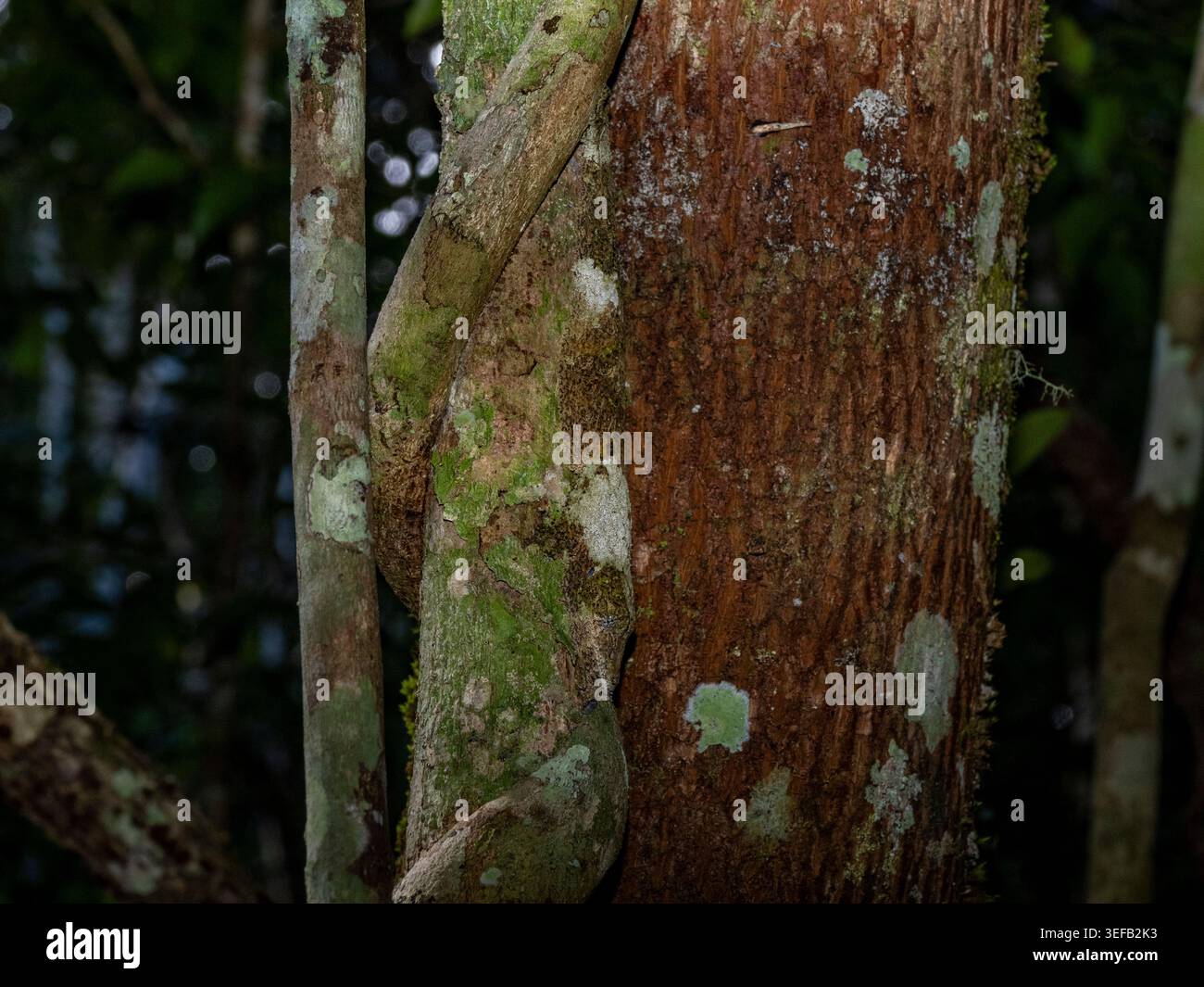 Moosiger Blattschwanzgecko, der sich perfekt mit Baumrinde im Regenwald Madagaskars verschmilzt Stockfoto