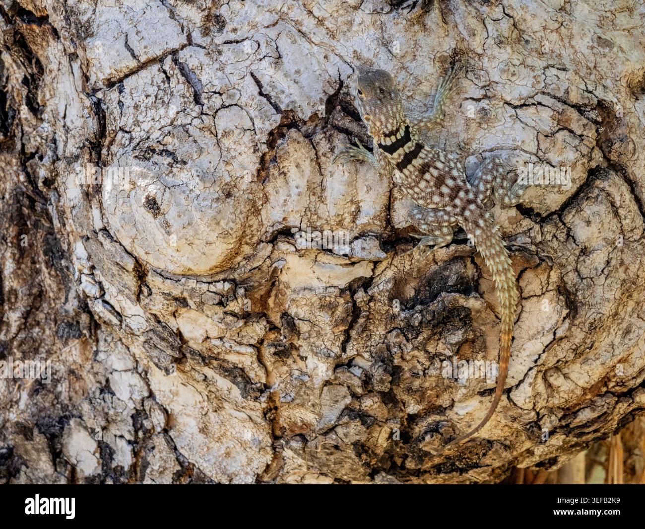 Cuviers Madagaskar ruht sich schnell auf einem Baumstamm in seinem natürlichen Lebensraum in Madagaskar aus Stockfoto
