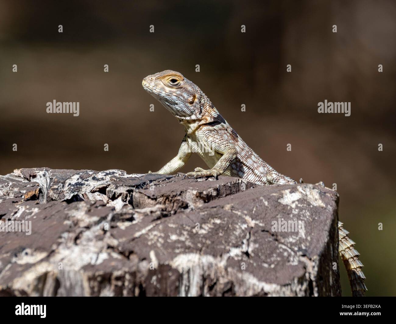 Cuviers Madagaskar SWIFT ruht auf einem Baumstamm in seinem natürlichen Lebensraum in Madagaskar Stockfoto