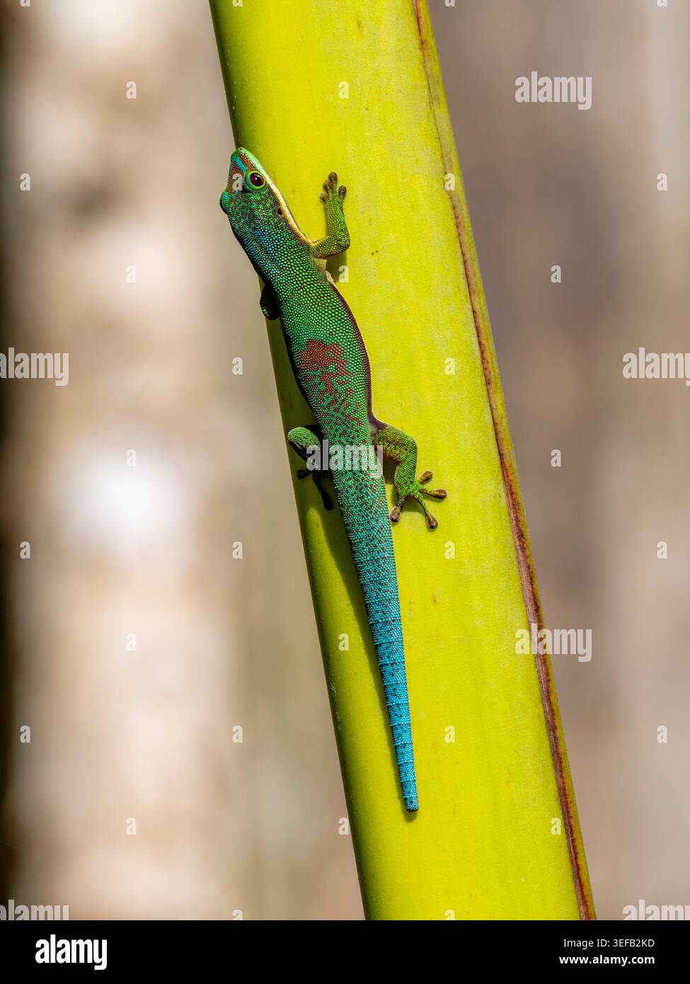 Gestreifter Tagesgecko, getarnt auf einem Baumstamm im Regenwald Madagaskars, zeigt sein natürliches Verhalten Stockfoto