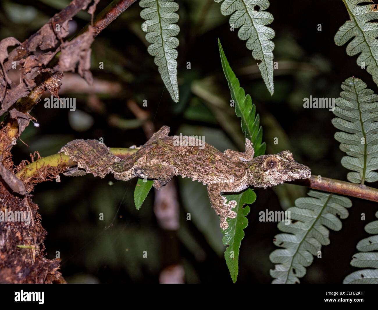 Moosiger Blattschwanzgecko, Uroplatus sikorae, der sich perfekt mit einem Baum in der Andasibe-Region Madagaskars verschmilzt Stockfoto