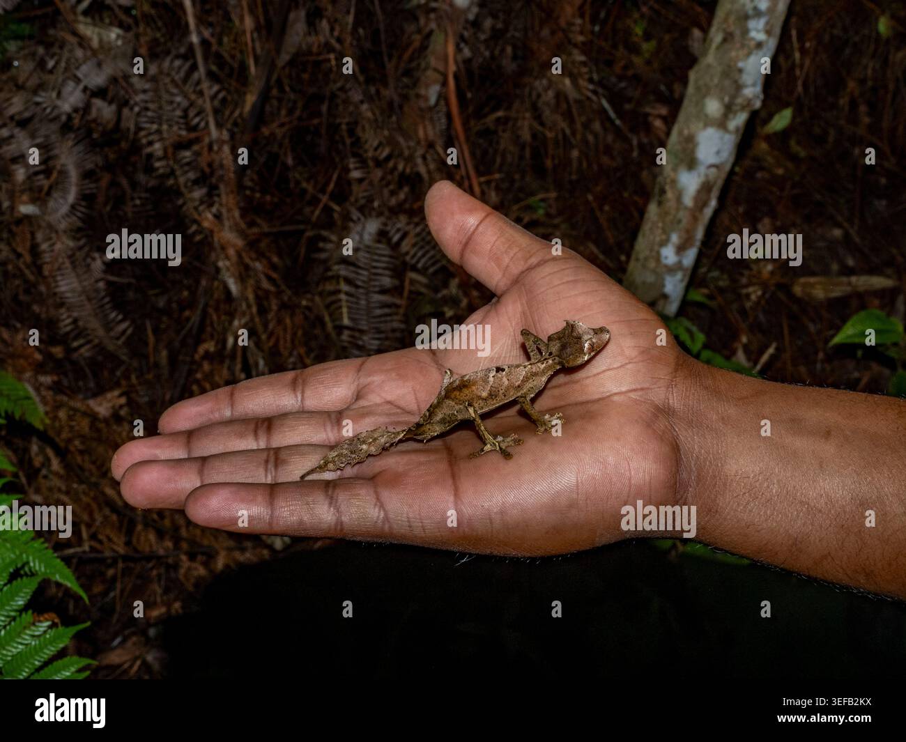 Erwachsene satanische Blattschwanzgecko, gehalten von einem Reiseleiter in Andasibe Madagaskar während der abendlichen Erkundung der Tierwelt Stockfoto