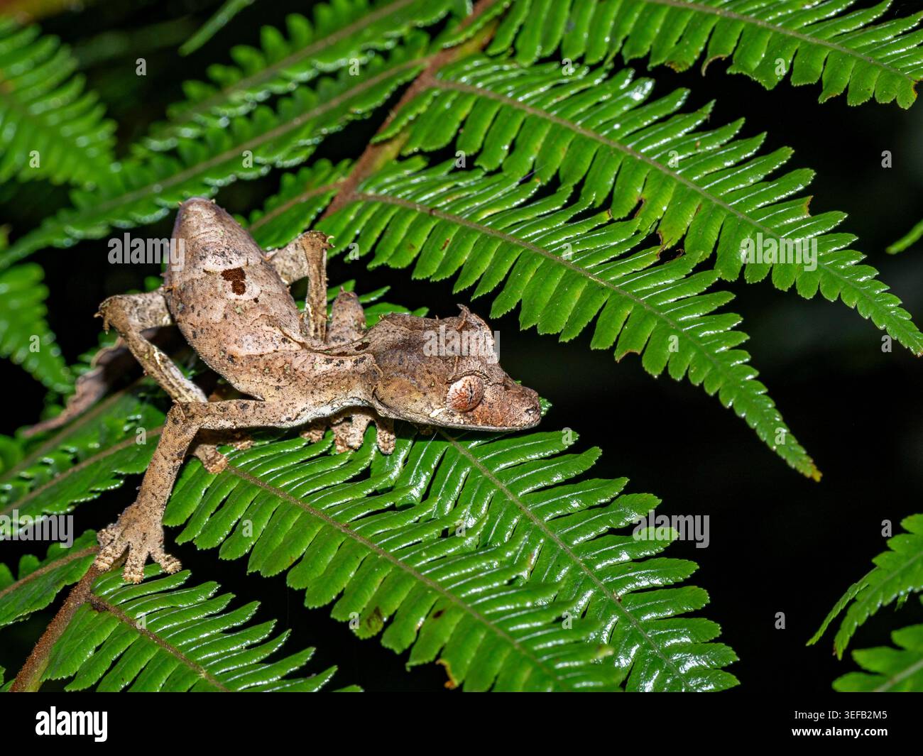 Satanischer Blattschwanzgecko findet im Wald Madagaskars Deckung zwischen grünen Blättern Stockfoto