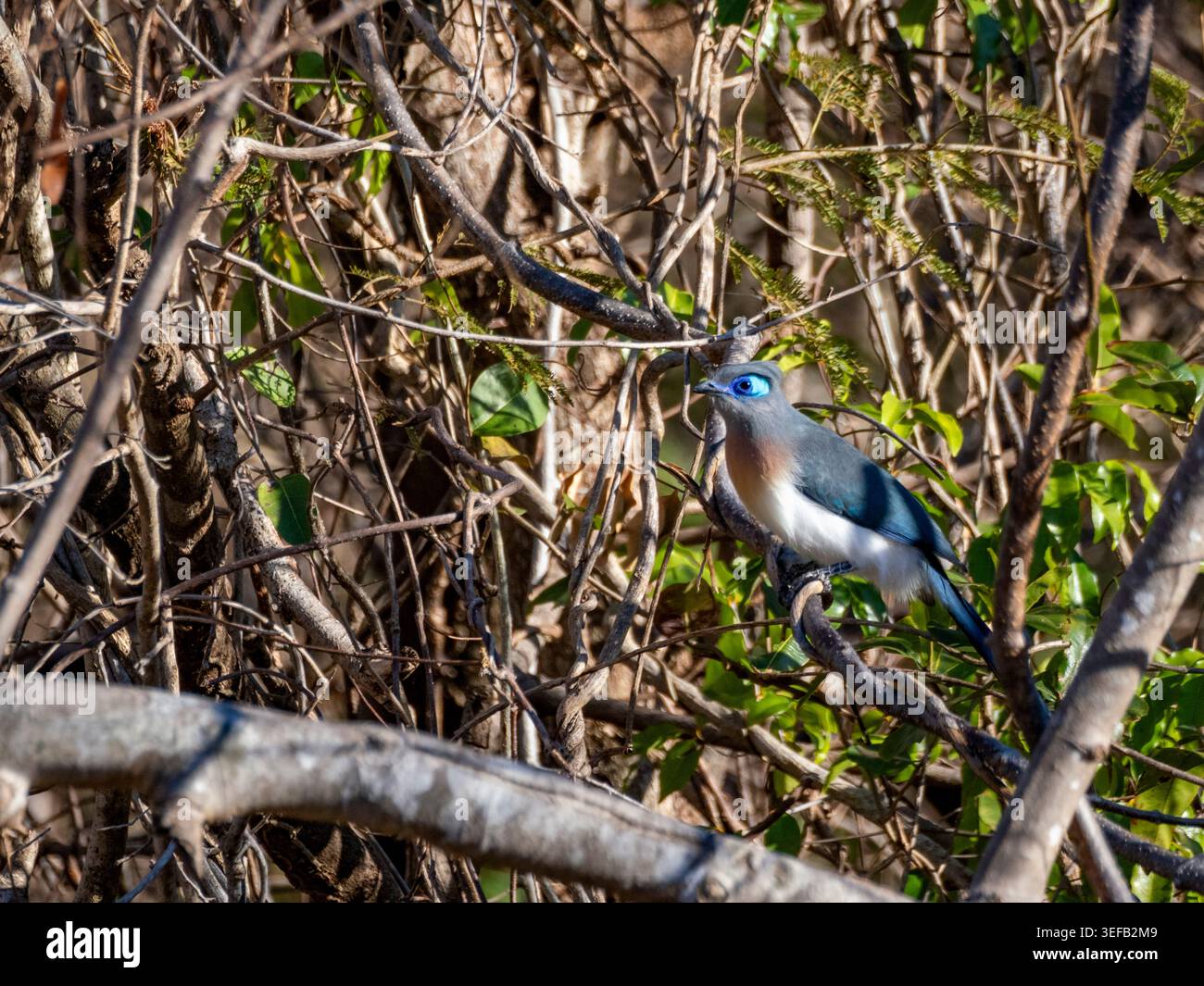 cuoa mit Wappen, die tagsüber im Regenwald von Andasibe in Madagaskar auf einem Baum thront Stockfoto