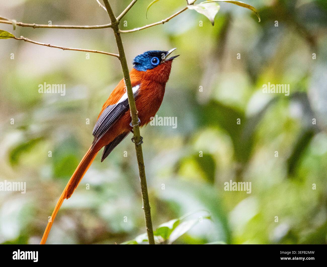 Erwachsenenparadies Fliegenfänger, der auf einem Baum sitzt und in Andasibe Madagaskar aufruft Stockfoto