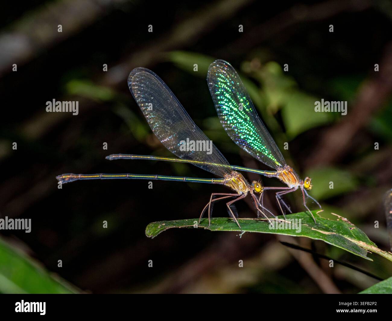 Zwei Madagaskar-Demisellen auf einem Blatt nachts in Andasibe Madagaskar Stockfoto