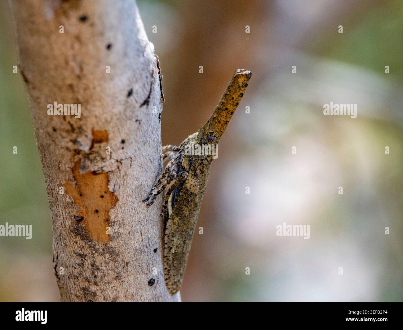Im Isalo-Nationalpark verschmilzt die Schnauzenwanze während des Tageslichts in Madagaskar in die Baumrinde Stockfoto