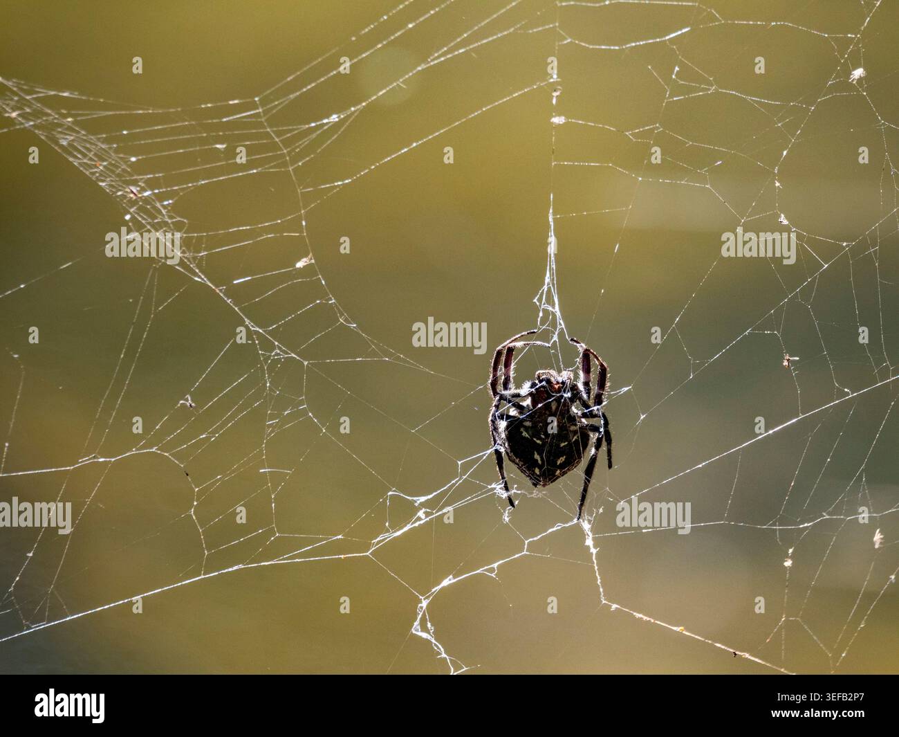 Darwin Rindenspinne baut im Wald Madagaskars ein Netz Stockfoto