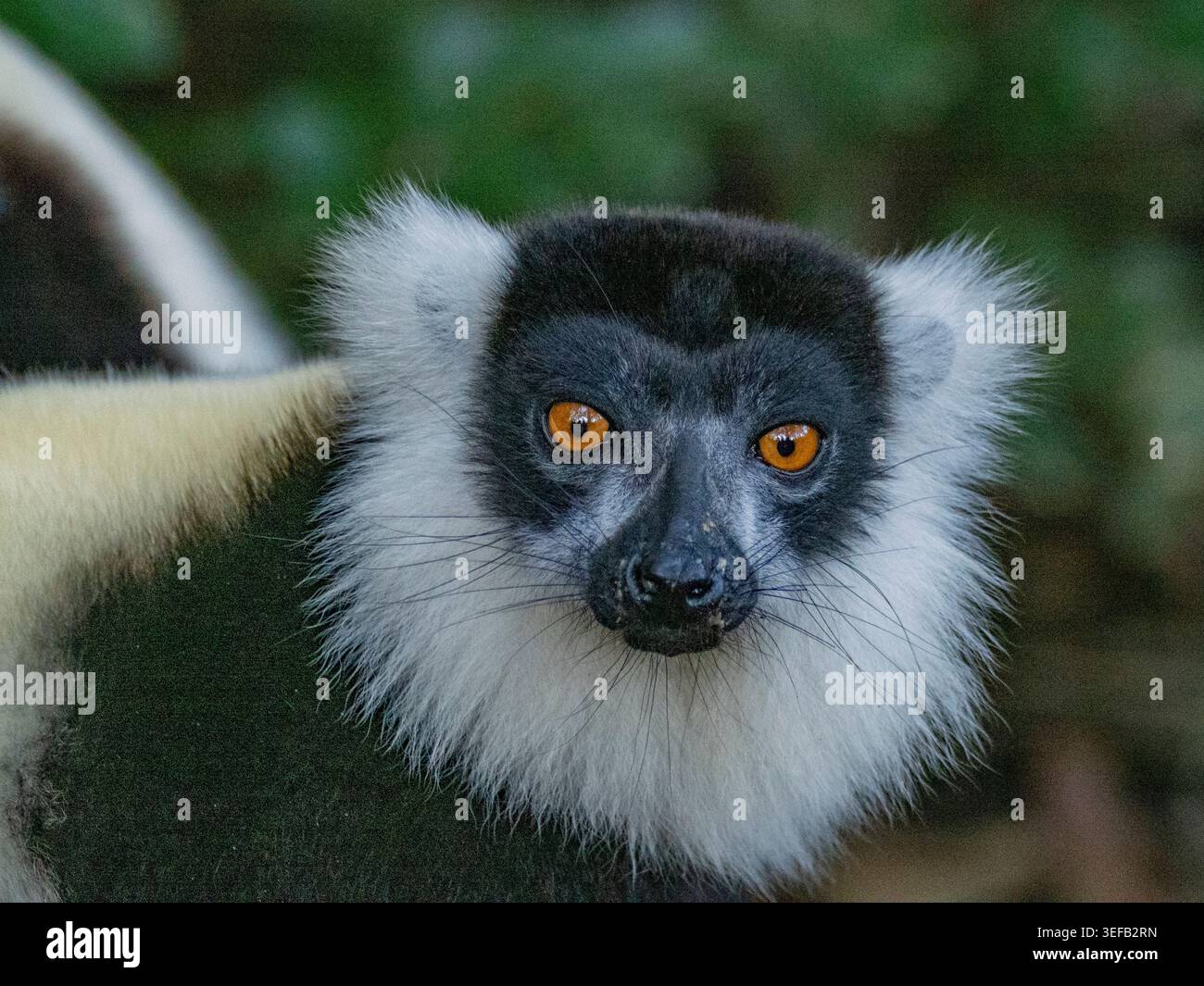 Schwarz-weiß geraffte Lemuren beobachten die Umgebung auf Lemur Island in Madagaskar Stockfoto