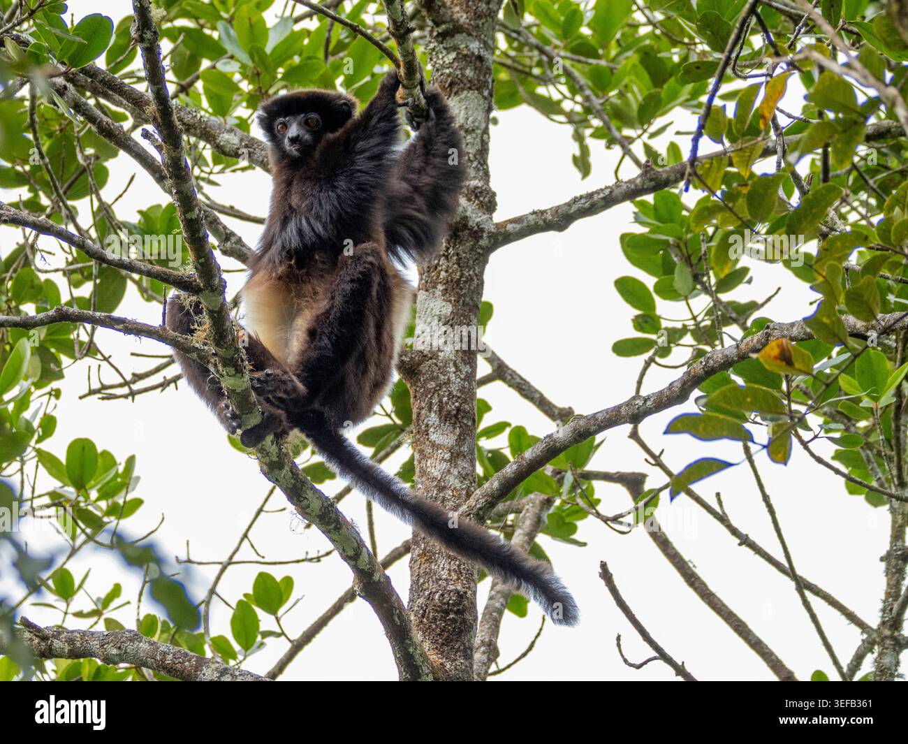 Milne-Edwards sifaka ruht in Ästen, umgeben von grünen Blättern unter hellem Himmel in Madagaskar Stockfoto