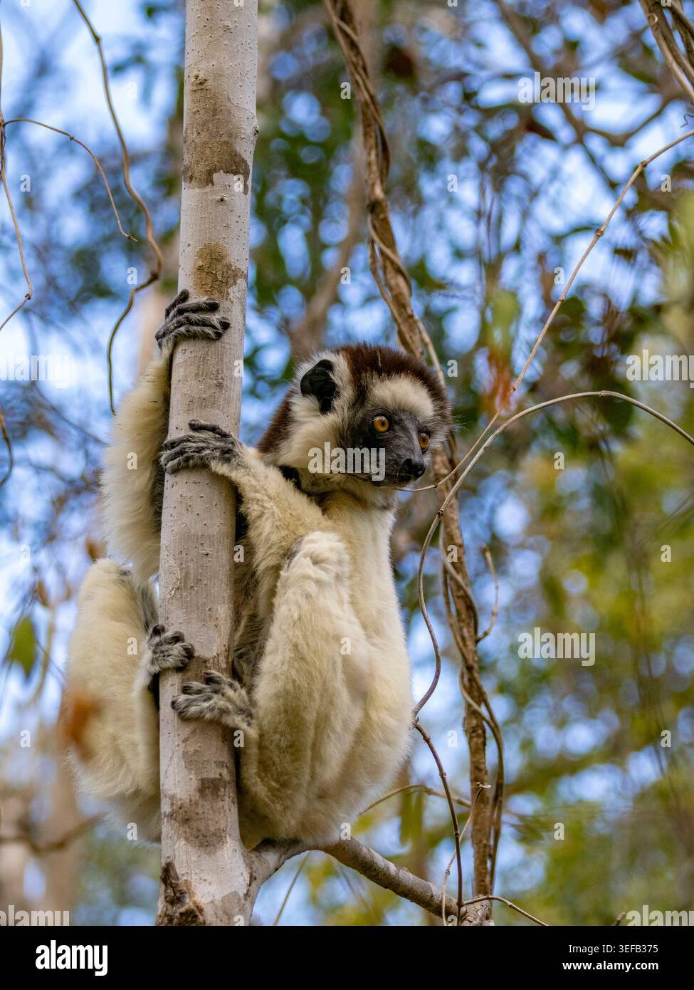 Verreauxs sifaka klettert auf einen Baum in Madagaskars natürlichem Lebensraum Stockfoto