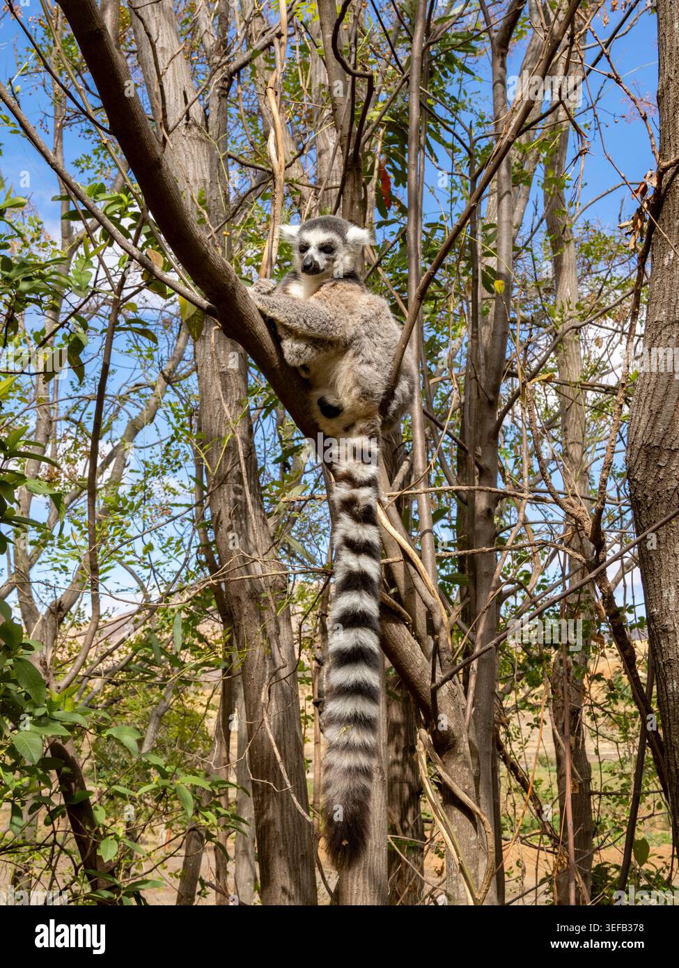RingschwanzLemur ruht auf einem Baumzweig im Naturschutzgebiet Madagaskars Stockfoto