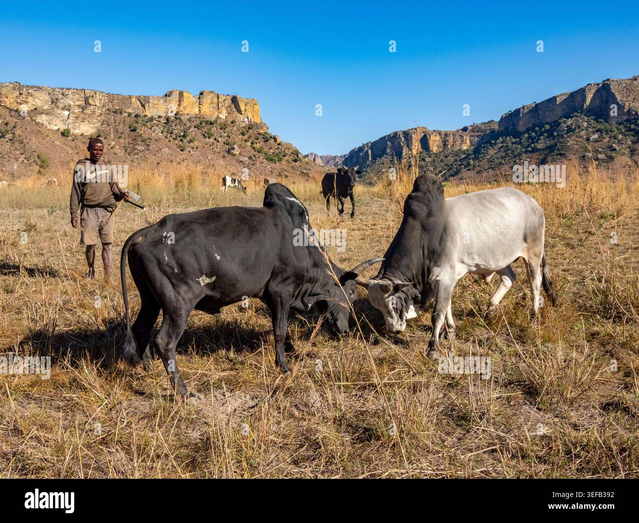 Zebu kämpfen in der Nähe des Isalo-Nationalparks, während junge Männer das Vieh in Madagaskar züchten Stockfoto
