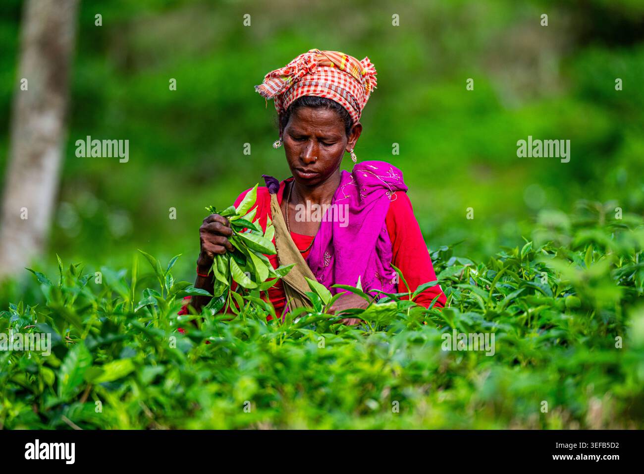 Teepflücker arbeiten am Nachmittag in den Feldern von Sreemangal in Bangladesch Stockfoto