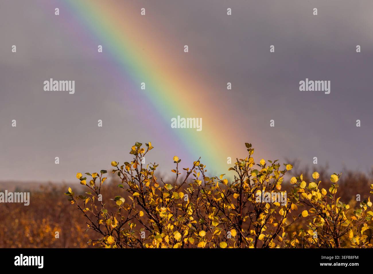 Regenbogen erstrahlt nach Regen im Thingvellir Nationalpark in Island über der Herbstlandschaft Stockfoto
