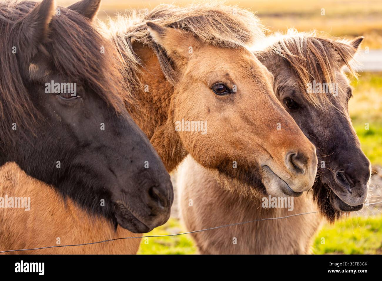 Drei isländische Pferde in der Nähe von Seljalandsfoss genießen ein warmes Nachmittagslicht mit dicken Wintermänteln, die ihre einzigartigen Farben zeigen Stockfoto