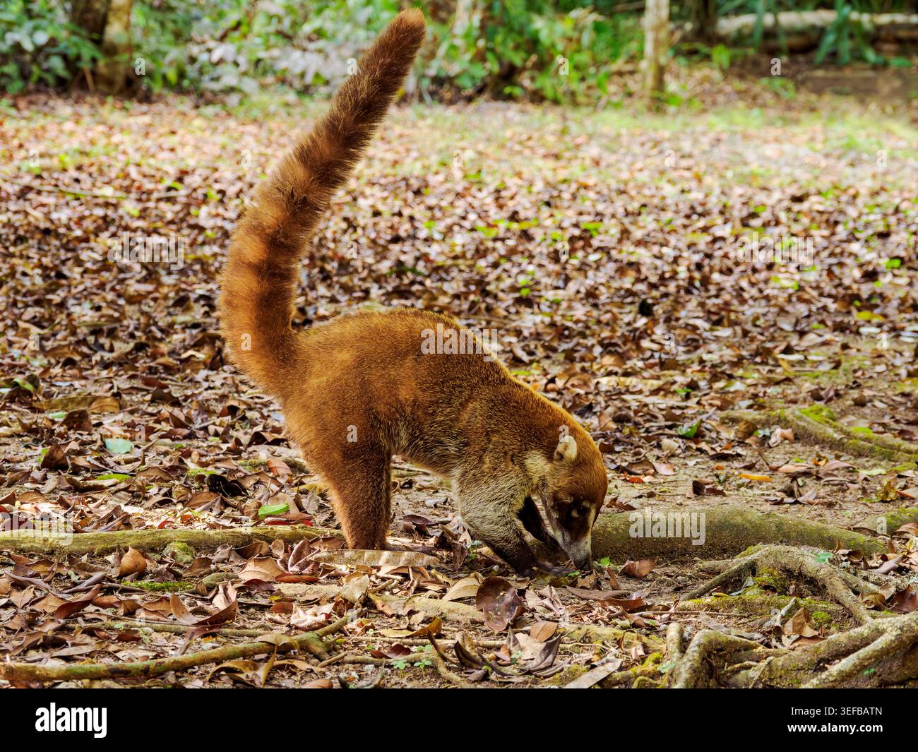 Weißnasen-Coati erkundet den Waldboden nach Essen in Tikal, Guatemala bei Tageslicht Stockfoto