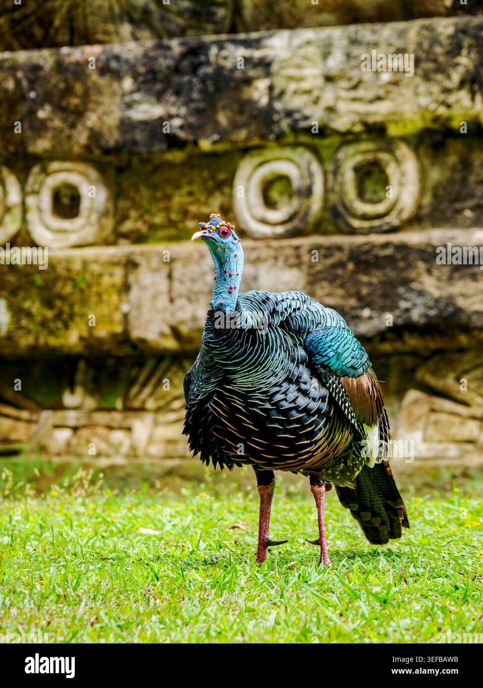 Verdeckter truthahn in der Nähe der antiken Ruinen in Tikal, Peten Departement, Guatemala tagsüber Stockfoto
