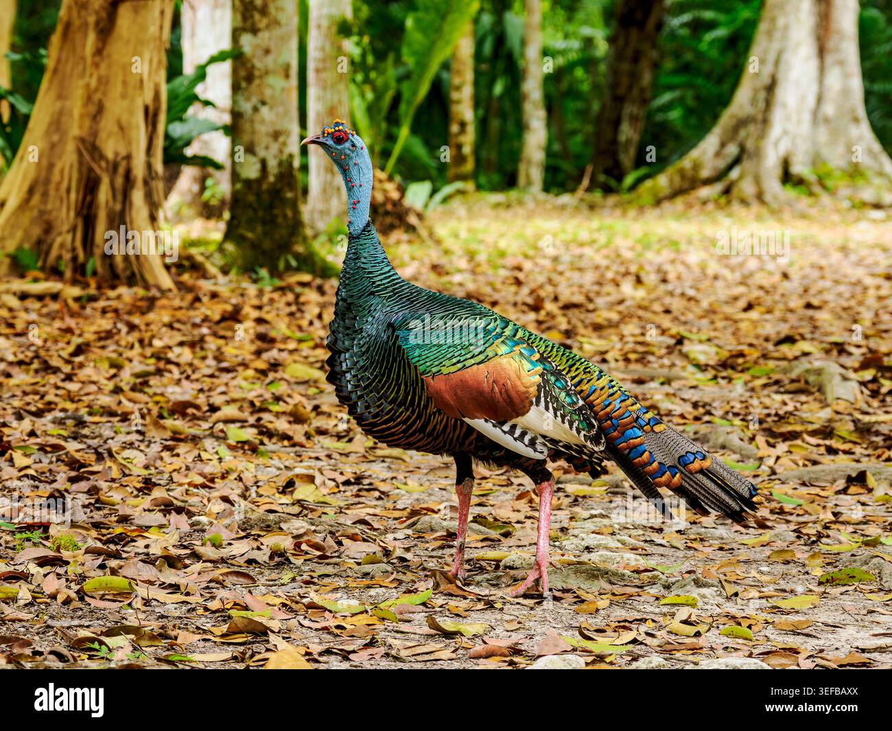 Verdeckter truthahn spaziert auf blattbedeckten Böden in Tikal und zieht mit seinem hellen Gefieder die Aufmerksamkeit auf sich Stockfoto
