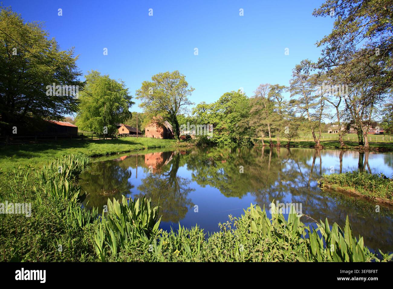 Farmteich auf dem Anwesen Enville, Staffordshire, Großbritannien. Stockfoto