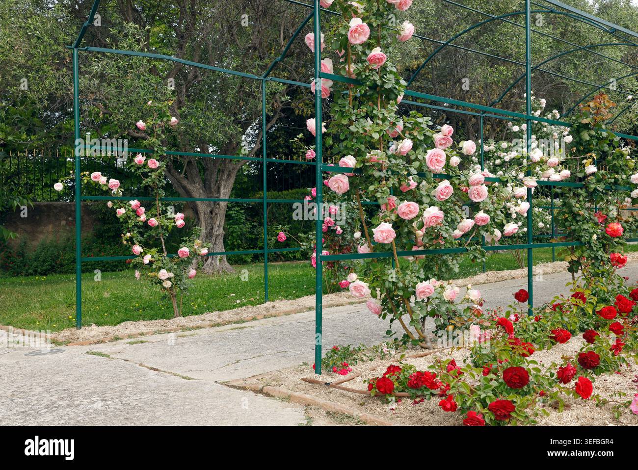 Der öffentliche botanische Garten in Nizza Frankreich bietet wunderschöne, pinkfarbene Rosen auf grünem Metallgitter. Malerischer Park Walkway zeigt Stockfoto