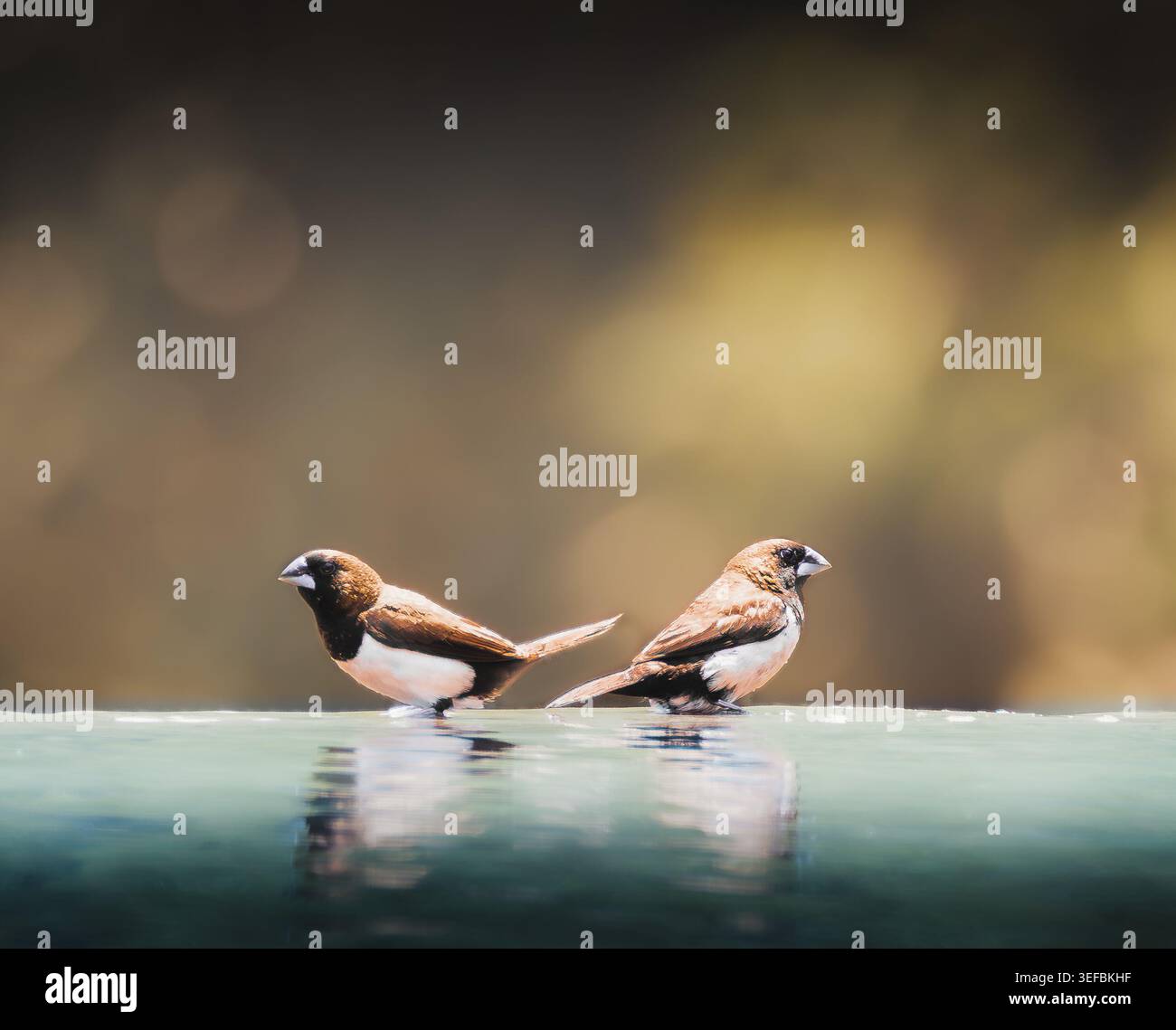 Ein Paar Schwarzköpfige Munias (Lonchura atricapilla), die in flachem Wasser mit Spiegelreflexen stehen und in warmem natürlichem Licht fotografiert werden. Stockfoto