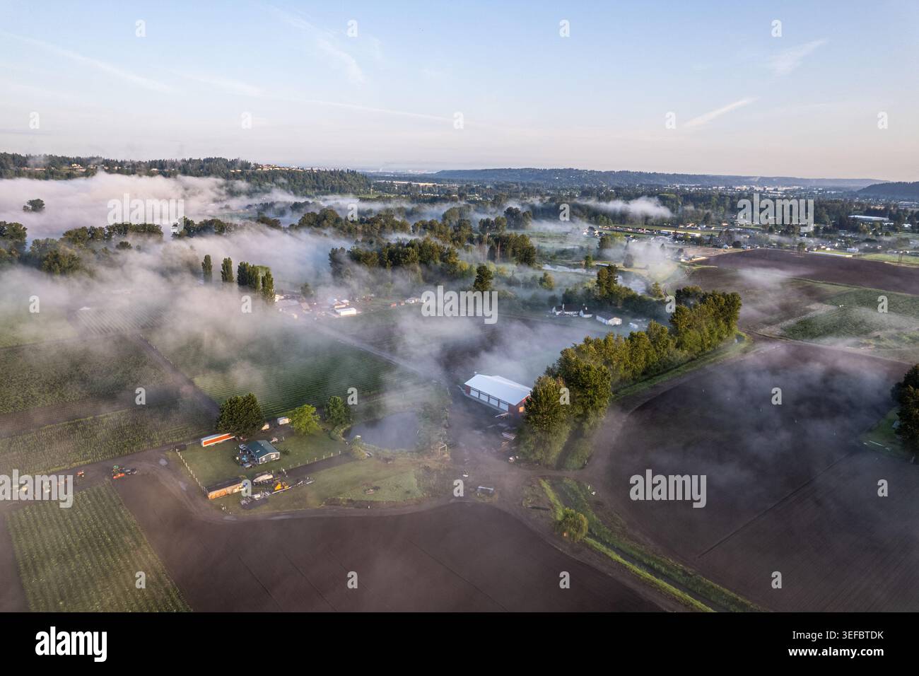 Blick aus der Vogelperspektive auf ländliche Bauernhäuser und grüne Felder, die von dickem Morgennebel unter klarem Himmel umgeben sind, in Alderton, Washington, USA. Stockfoto