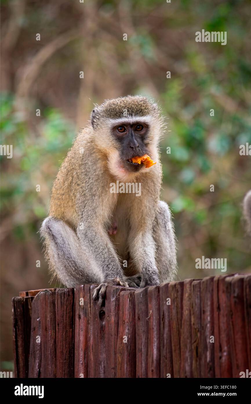 Der auf einem Holzpfosten sitzende Rotmeeraffen (Chlorocebus pygerythrus) hat direkten Blickkontakt mit der Kamera, während er Orangenfrüchte isst, Südafrika Stockfoto