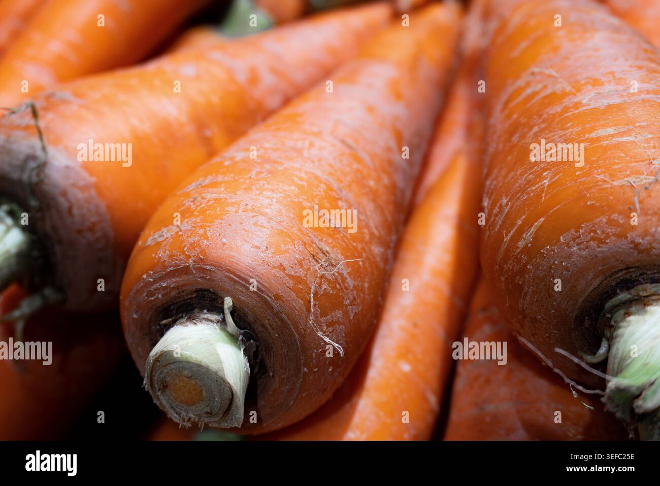 Frische, leuchtend orange Karotten mit grünen Stielen. Die Nahansicht zeigt natürliche Textur und Bodenstaub. Ideal für Lebensmittel, Ernährung oder Farm-re Stockfoto