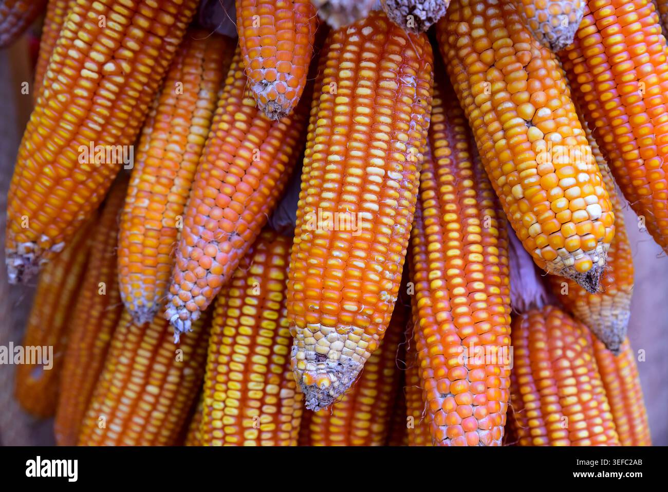 Goldene Maiskolben mit Reifen Kernen, bereit für die Ernte. Maisschalen an den Spitzen leicht getrocknet. Leuchtende orange-gelbe Farbtöne stehen im Kontrast zu einem erdigen Hintergrund. Stockfoto