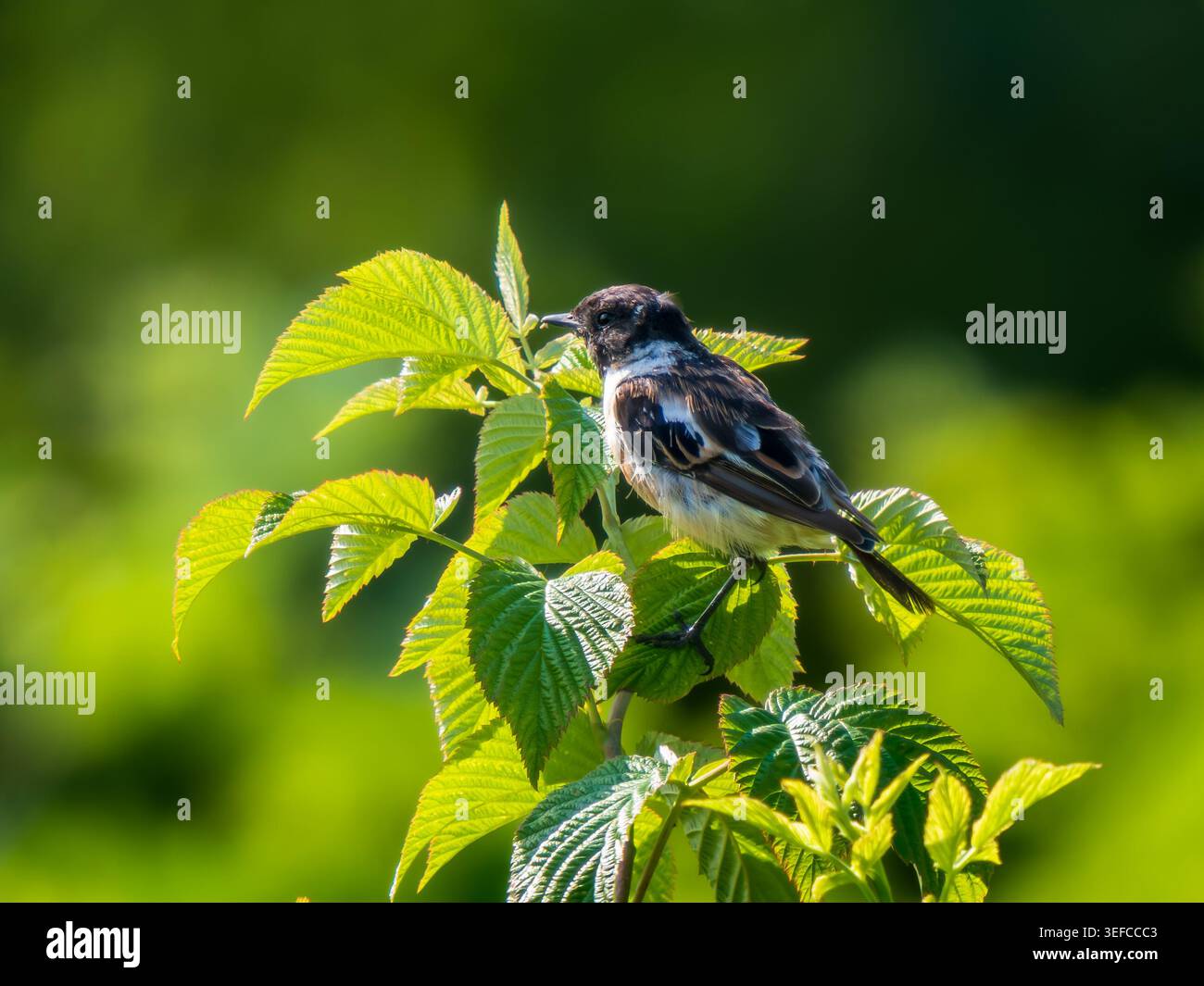 Männlich von sibirischem Stonechat oder Saxicola Maurus auf dem grünen wilden Himbeerstrauch. Sibirischer Stonechat oder asiatischer Stonechat ist ein kleiner Vogel aus offenen Landschaften, der oft auf exponierten Barschen sitzt Stockfoto