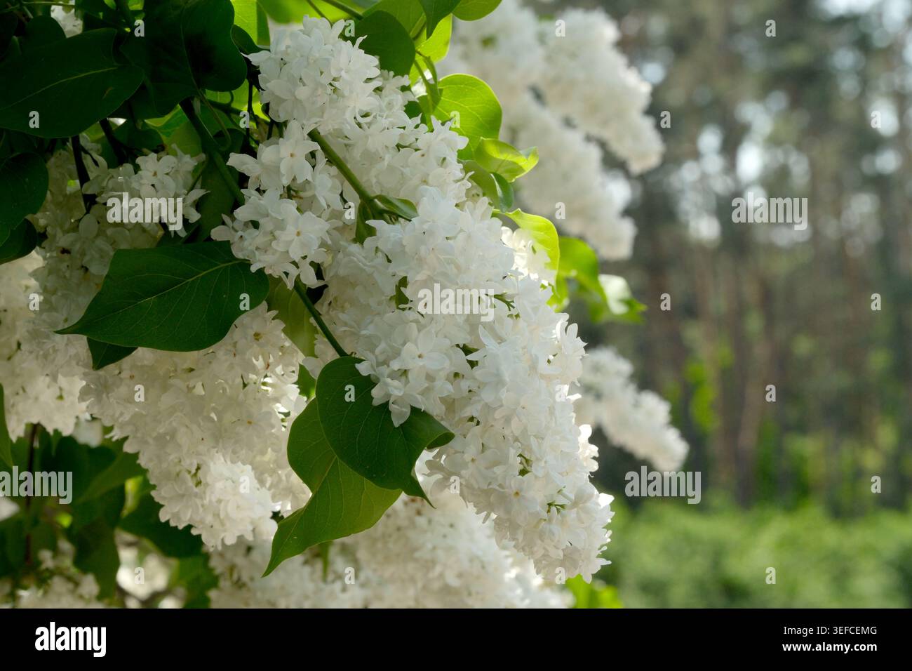 Weiße Fliederblüten strahlen hell unter sonnendurchfluteten grünen Blättern in einem friedlichen Wald. Stockfoto