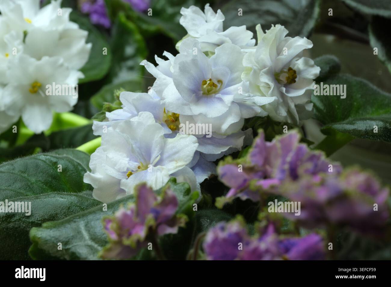 Wunderschöne weiße und violette Veilchen blühen in einer ruhigen Gartenumgebung unter sanftem Licht. Stockfoto