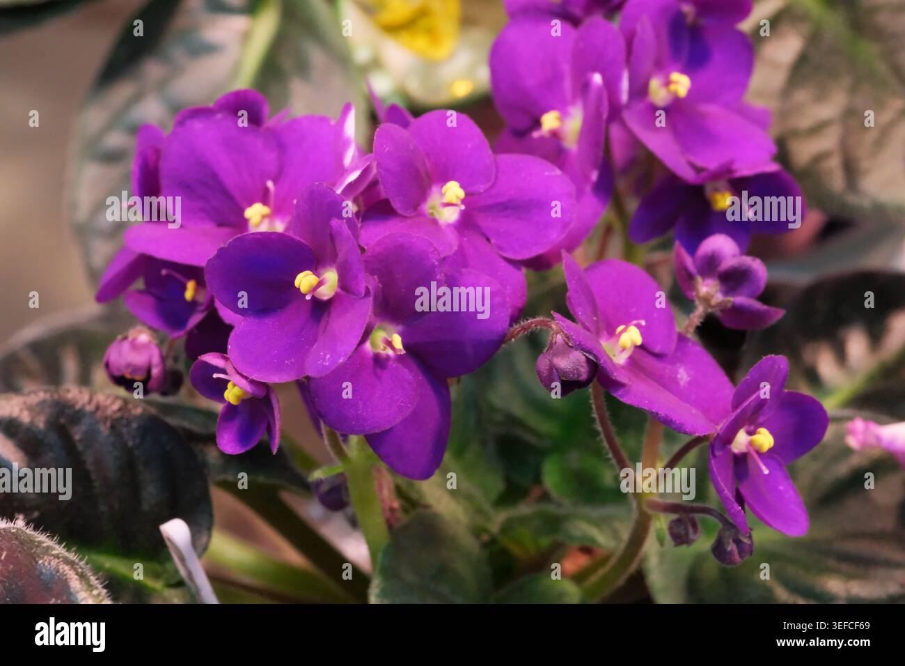 Lavendelblüten brechen aus und bestechen durch ihren satten Farbton und ihre zarte Struktur. Stockfoto