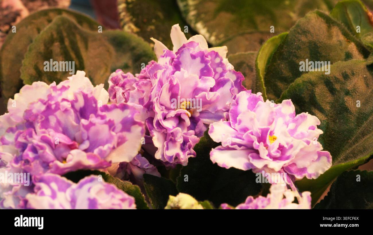 Helle violette Veilchen mit gerafften Blütenblättern blühen im Sonnenlicht und zeigen die Kunst der Natur. Stockfoto