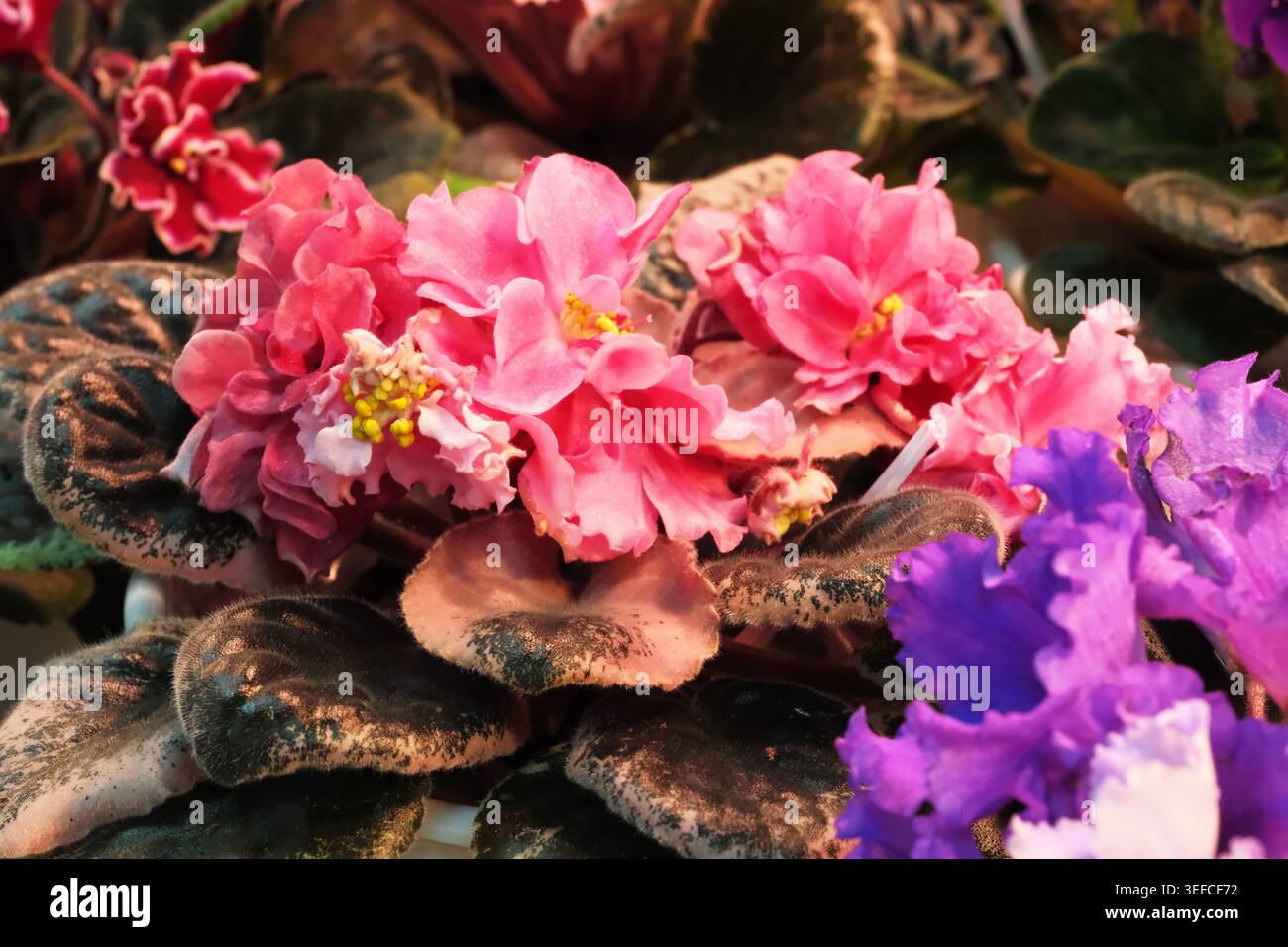 Rosa Veilchen zeigen ihre Schönheit zwischen leuchtend grünen Blättern in einem sonnigen Garten. Stockfoto