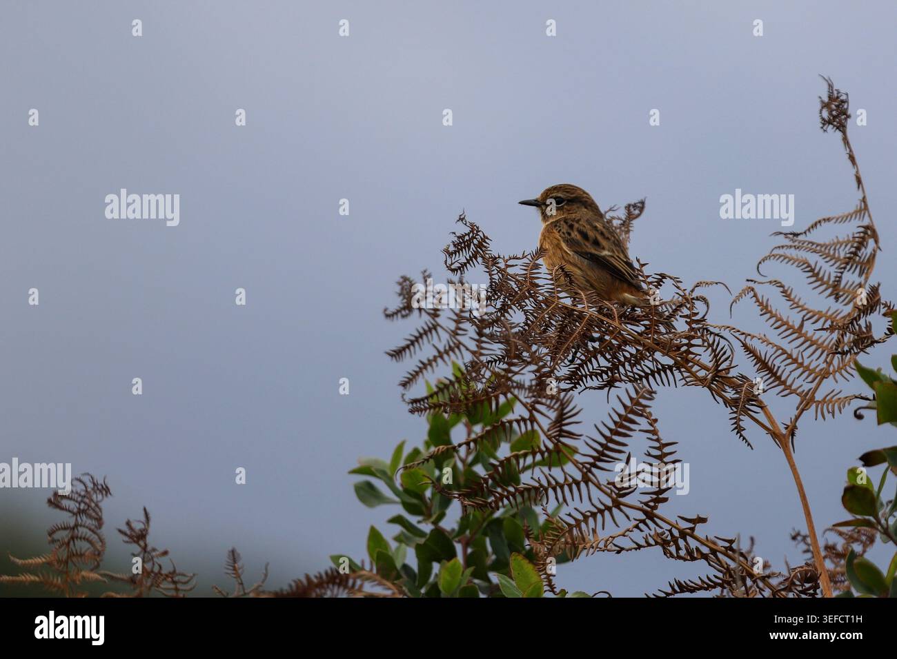 Künstlerisches Porträt eines jungen europäischen Steinechats (Saxicola rubicola) auf einem Ast in der nebeligen Landschaft Asturiens, Spanien Stockfoto
