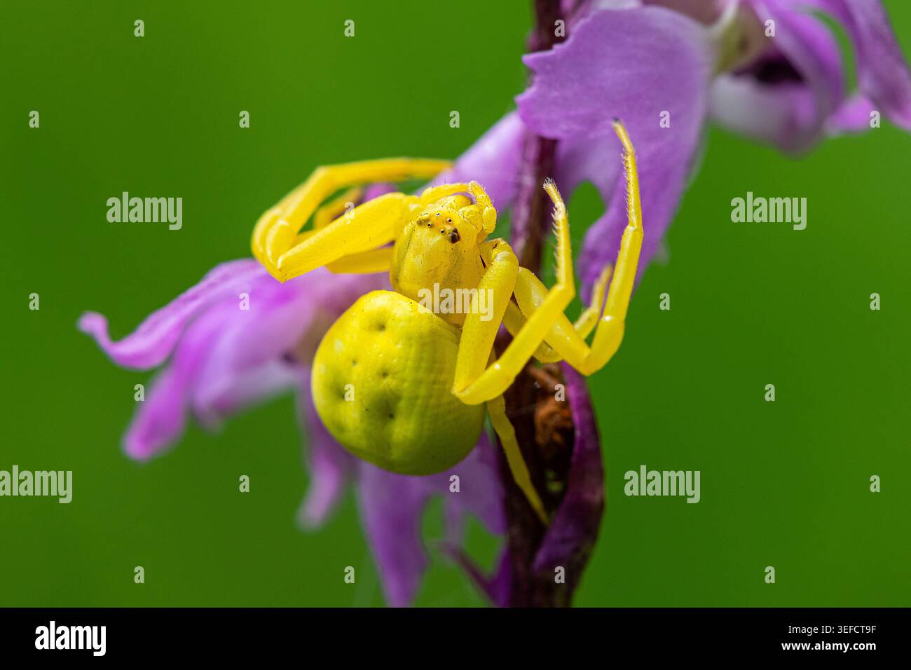 Gelbe Krabbenspinne Misumena vatia Nahporträt auf lila Orchideenblume Nahporträt einer hellen gelben Krabbenspinne Misumena vatia mit erhöhtem Vorderteil Stockfoto