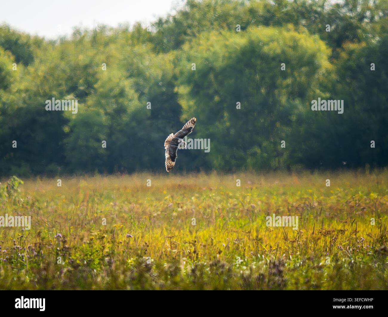 Kurzohr-Eulen fliegen über wilde Sommerwiesen als Hintergrund. ASIO Flammenjagd tief über grünes Grasfeld bei Tageslicht. Wildvogel Flugrost Hintergrund Natur Habitatbiologie Konzept Stockfoto