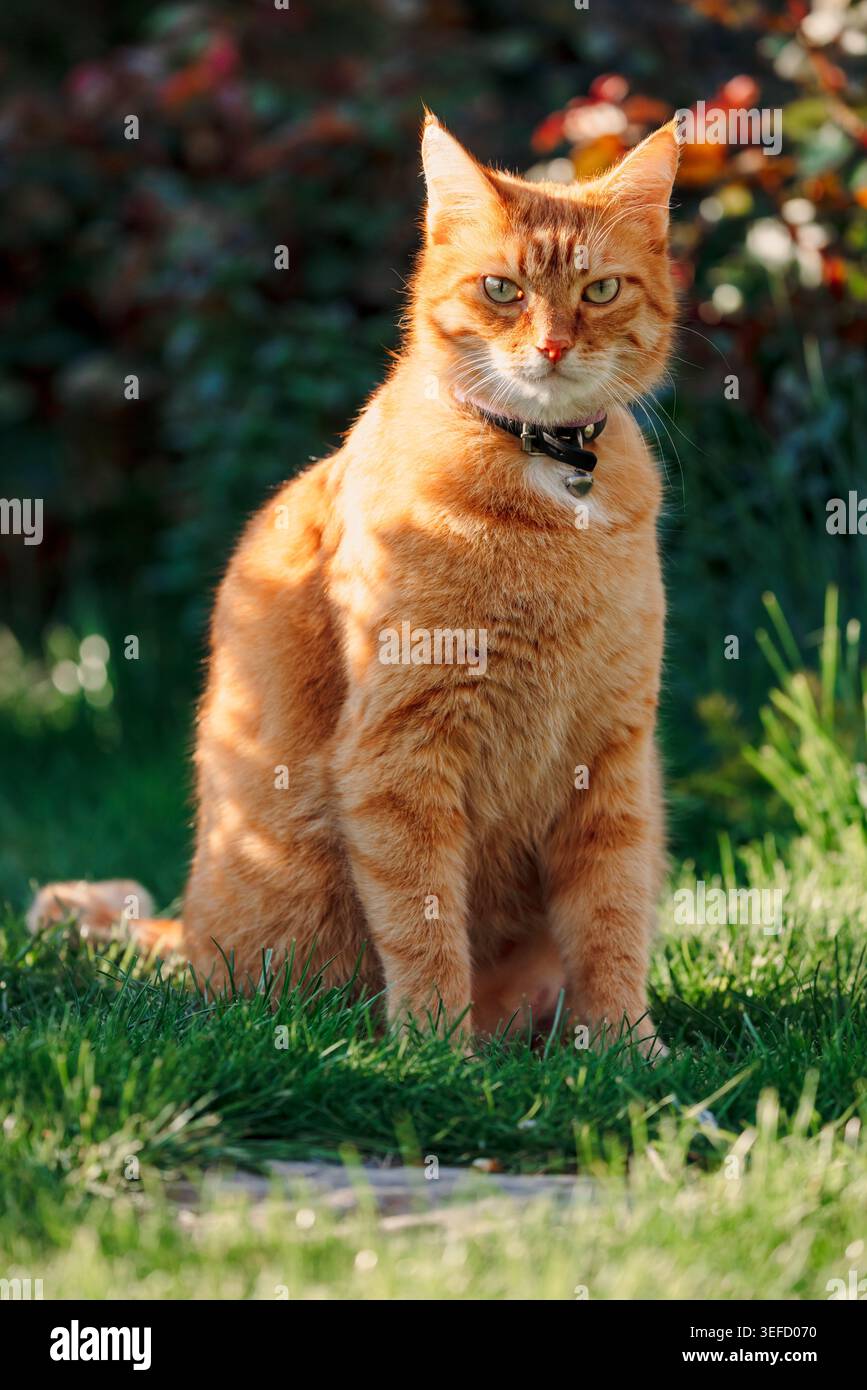 Ginger flauschige Katze im Garten Sonnenlicht, Haustierporträt draußen. Stockfoto