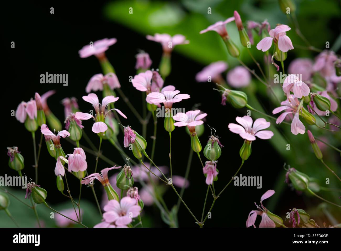 Rosa Felsen soapwort Saponaria Blumen tanzen auf wiry Stielen auf dunklem Hintergrund rosa Felsen soapwort Saponaria ocymoides Blüten mit weißen Kehlen und redd Stockfoto