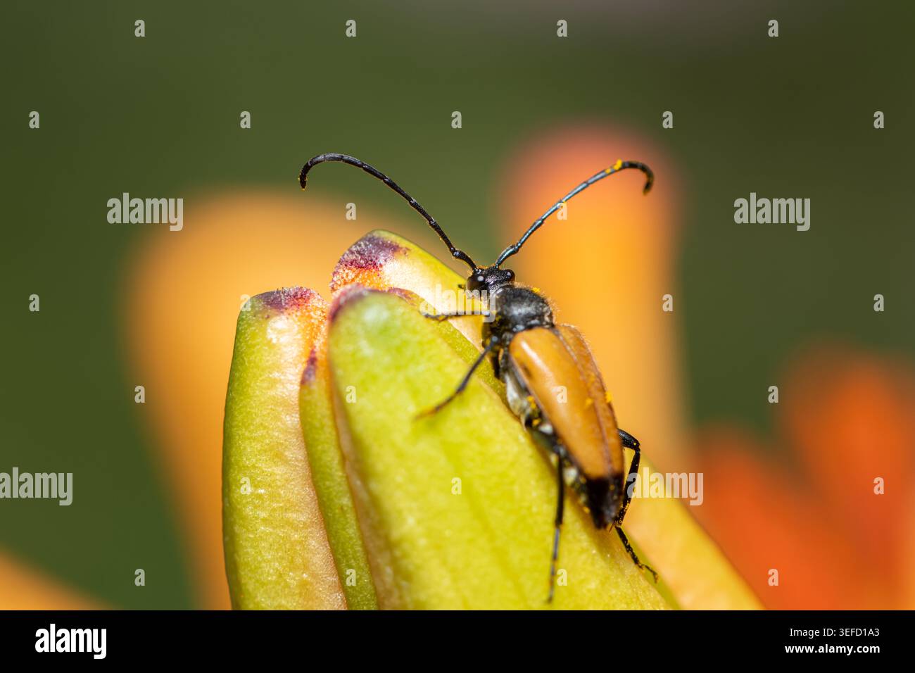 Ein rot-schwarzer Langhornkäfer Stictoleptura rubra mit langen Antennen ruht auf der Spitze einer orangegelben Taglilienknospe in einem Sommergarten. Stockfoto