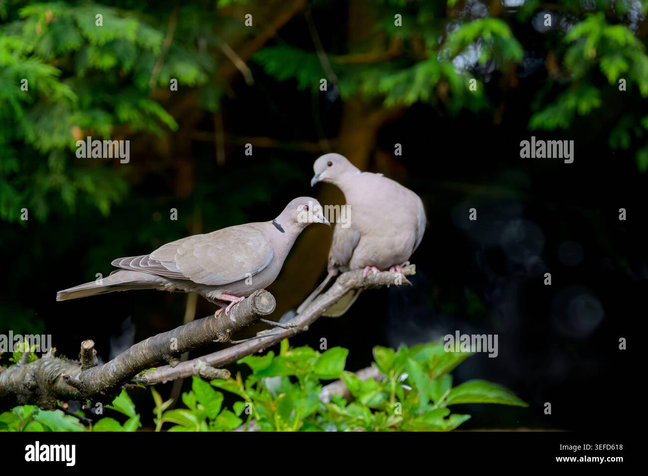 Zwei Tauben mit Kragen auf Zweigen in einem Garten mit dunklem Hintergrund und sanftem grünem Laub im Frühjahr Stockfoto
