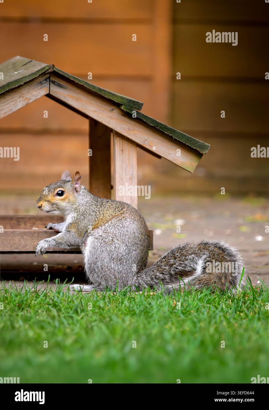 Graues Eichhörnchen, das neben hölzernem Bodenförderer in einem Garten mit grünem Gras und weichem Hintergrund sitzt Stockfoto