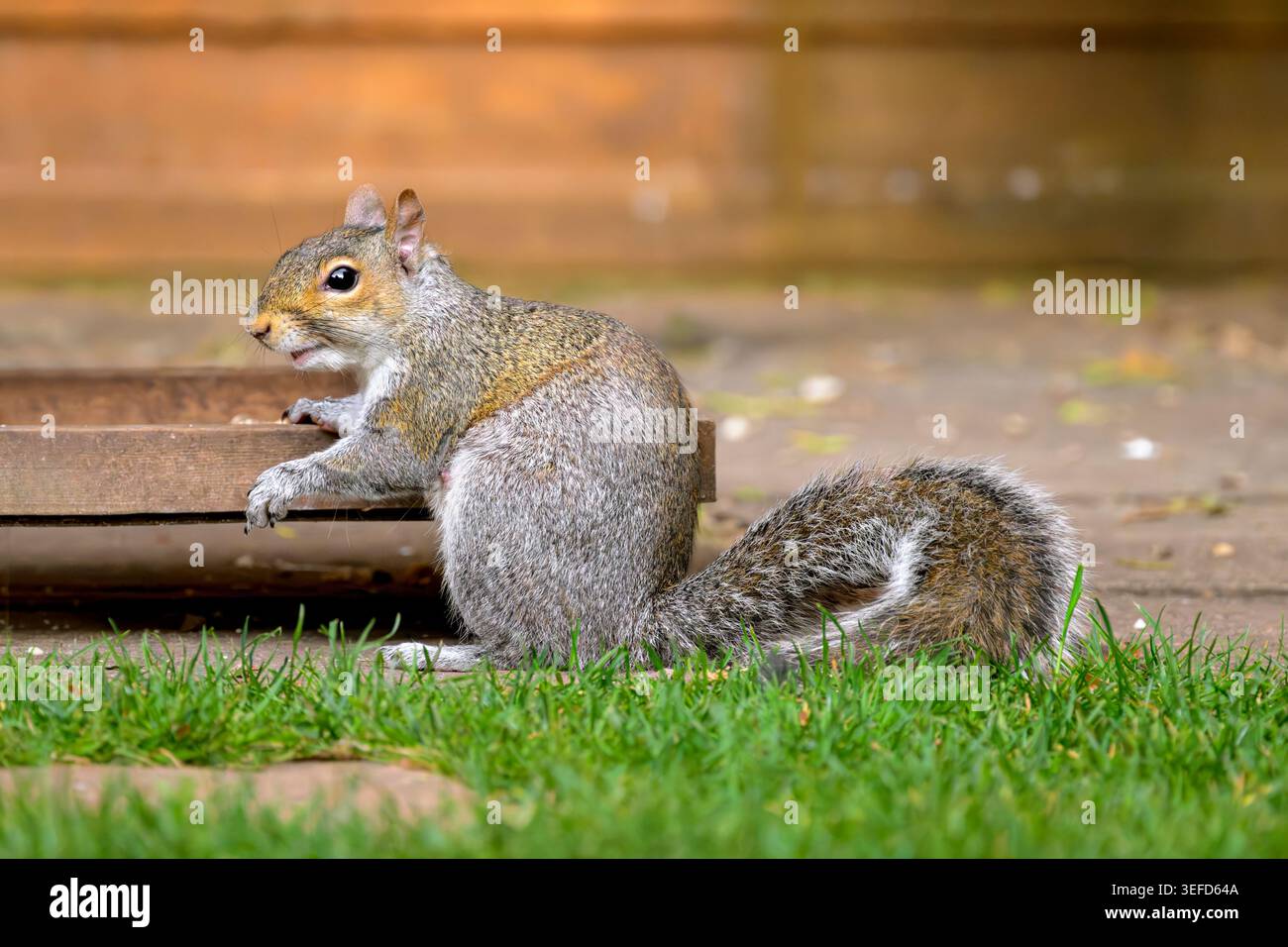 Graues Eichhörnchen, das neben hölzernem Futtermittel in einem Garten sitzt, mit buschigem Schwanz, der dahinter gerollt ist Stockfoto