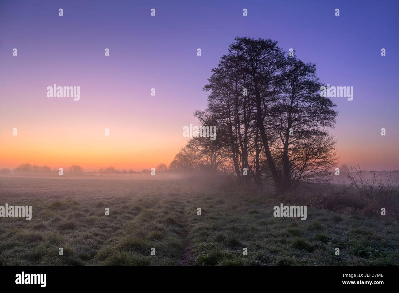 Baumsilhouette in Frost und niedrigem Nebel bei Sonnenaufgang, Ham Wall, Meare, Somerset, Großbritannien im Frühjahr Stockfoto