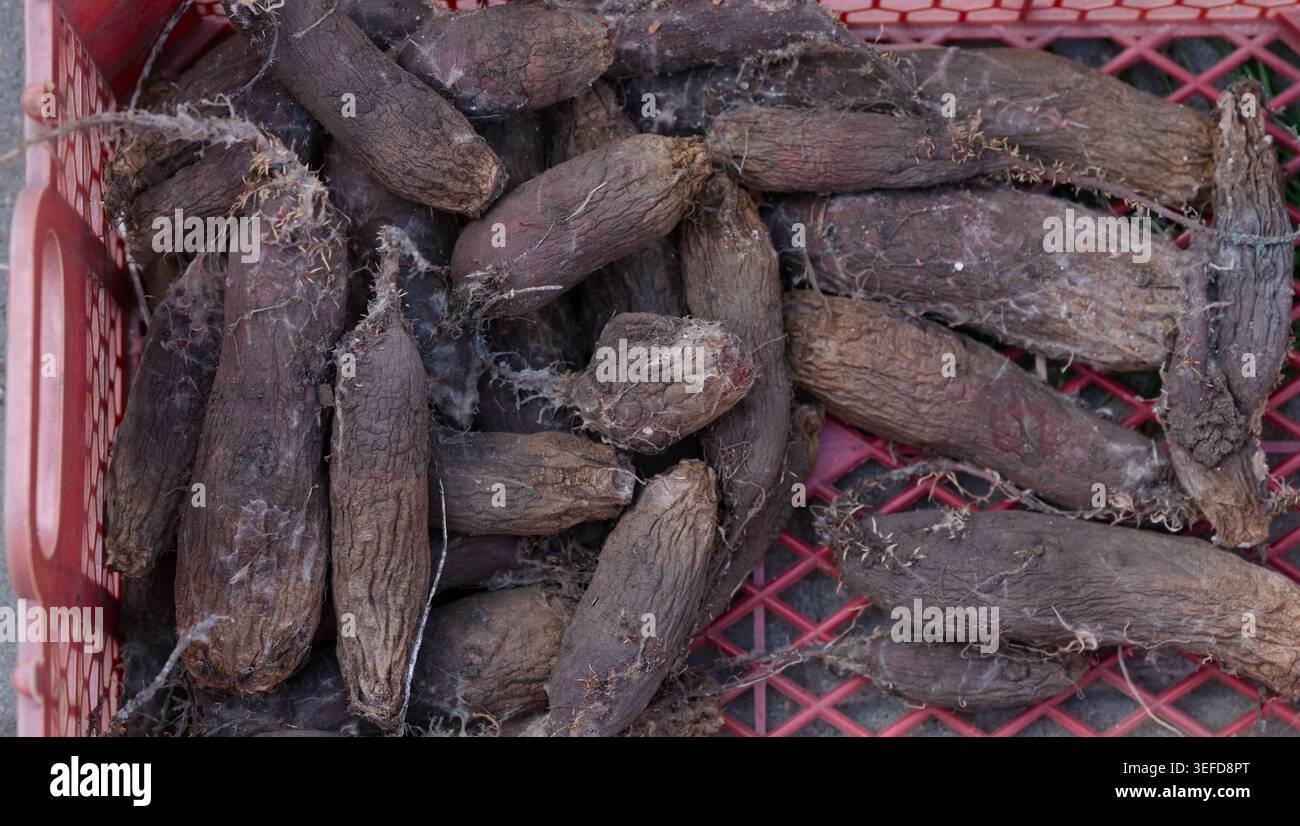 Eine Top-down-Ansicht der letzten Jahre überwinterten Roten Bete mit Schimmel, wachsenden Sprossen, faltiger Haut und faserigen Wurzeln in einer roten Kunststoffkiste. Stockfoto